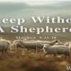 Sheep Without A Shepherd